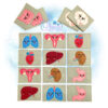 OAD Anatomy Matching 2000 Anatomy Matching Card Game