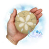 Sand Dollar Stuffie