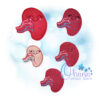 OAD Kidney Feltie 2000 copy Kidney Feltie