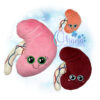 OAD Kidney Stuffie RG 2000 Kidney Stuffie